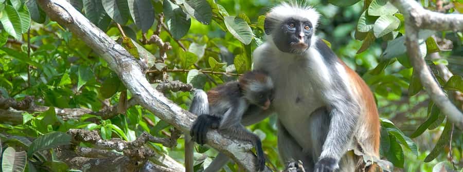 Zanzibar: Jozani Forest Watching Colobus Monkeys Guided Tour - Walking through the forest in search of red colobus monkeys