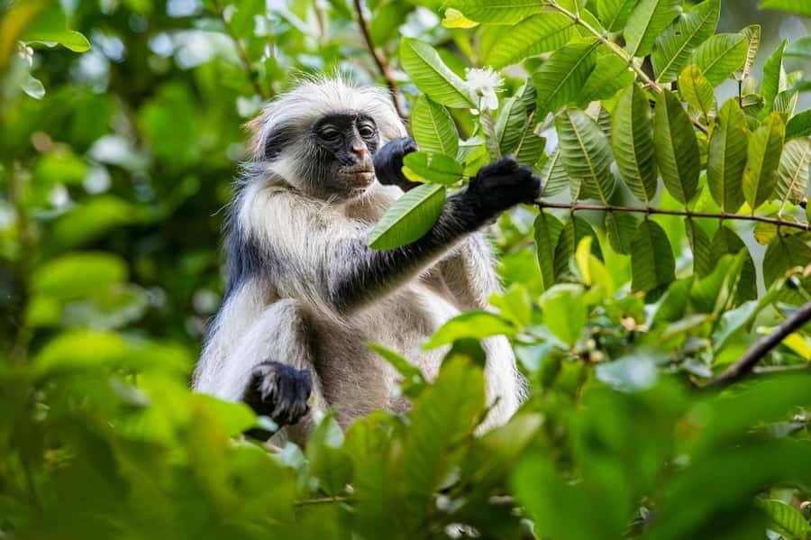 ZANZIBAR; JOZANI FOREST - Meeting Zanzibar’s Red Colobus Monkeys