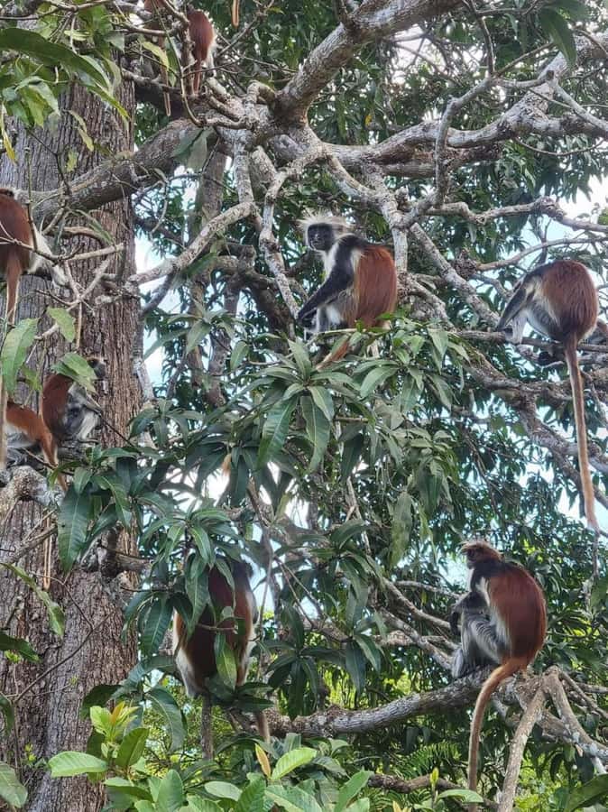 Zanzibar: Jozani nature walk and wildlife tour - Quick points about the Jozani nature walk