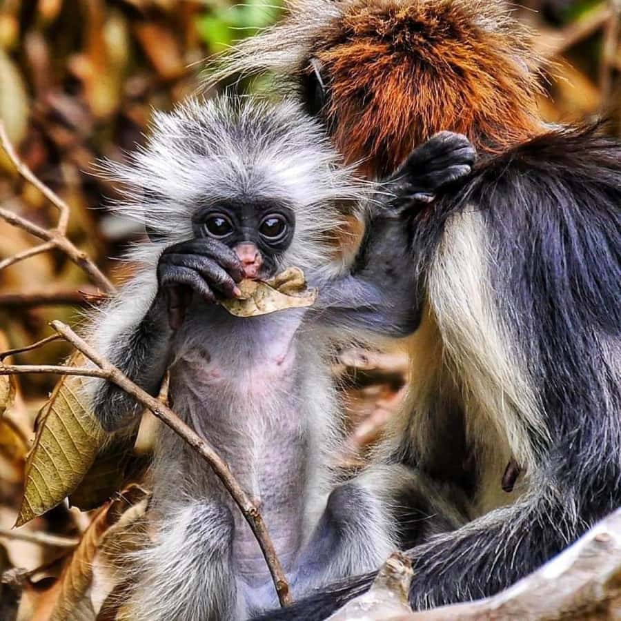 Zanzibar: Jozani nature walk and wildlife tour - Why Jozani Forest is worth your morning