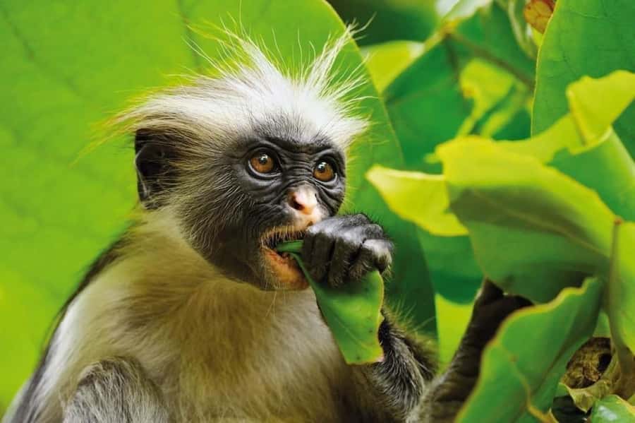 Zanzibar: Jozani nature walk and wildlife tour - Looking for red colobus monkeys