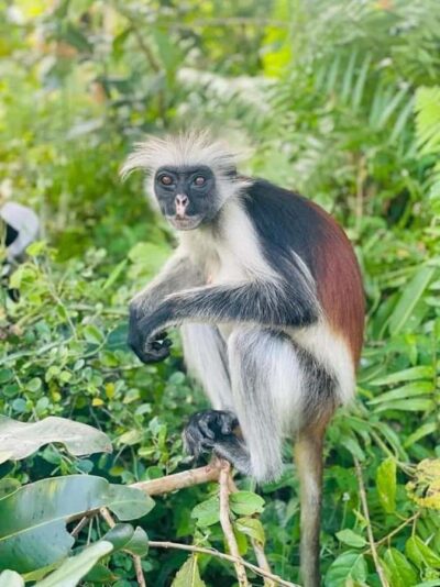 Jozani nature walk and wildlife tour