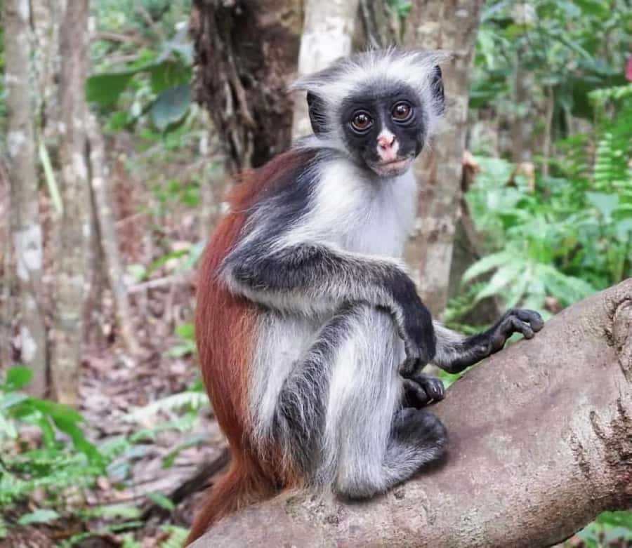 Zanzibar: Jozani nature walk and wildlife tour - What the guide adds to the experience