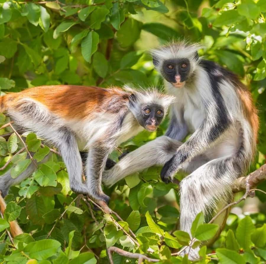 Zanzibar: Jozani nature walk and wildlife tour - Is $98 a fair price?