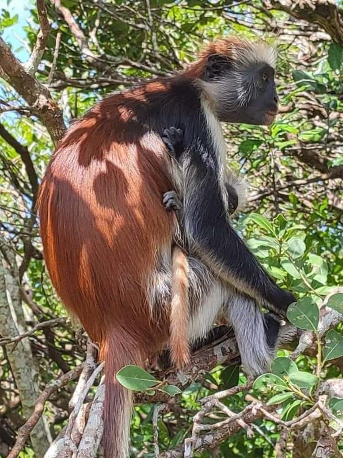 Zanzibar: Jozani nature walk and wildlife tour - Heat, humidity, and walking conditions