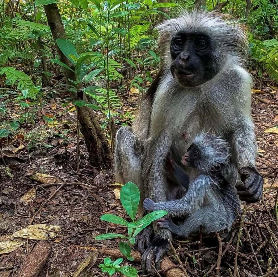 Zanzibar: Jozani nature walk and wildlife tour - The mangrove walk is brief but useful