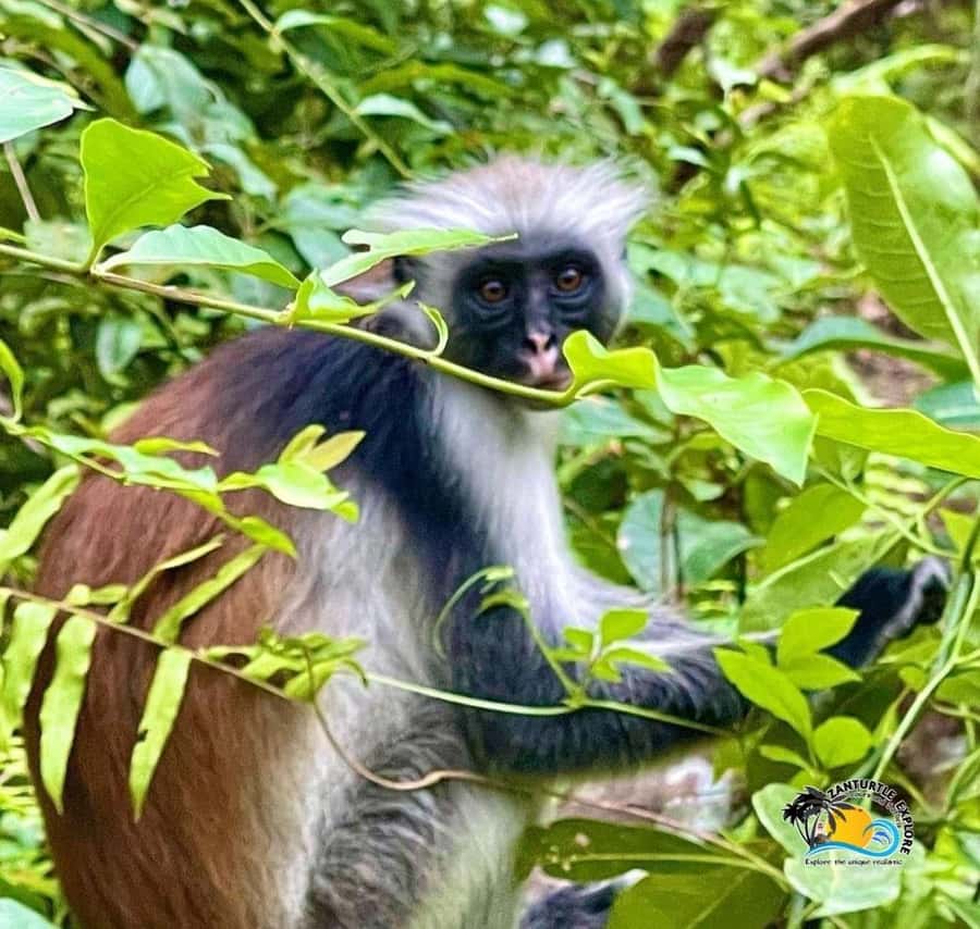 Zanzibar: Jozani Red Colobos Monkey & Salaam Turtle Santuary - Jozani Forest and the search for red colobus monkeys