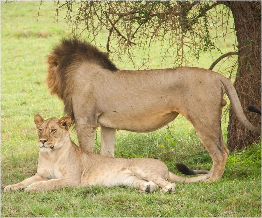 Zanzibar: Mikumi Wonderful Safari with Open Jeeps - What $600 includes, and where the value lies