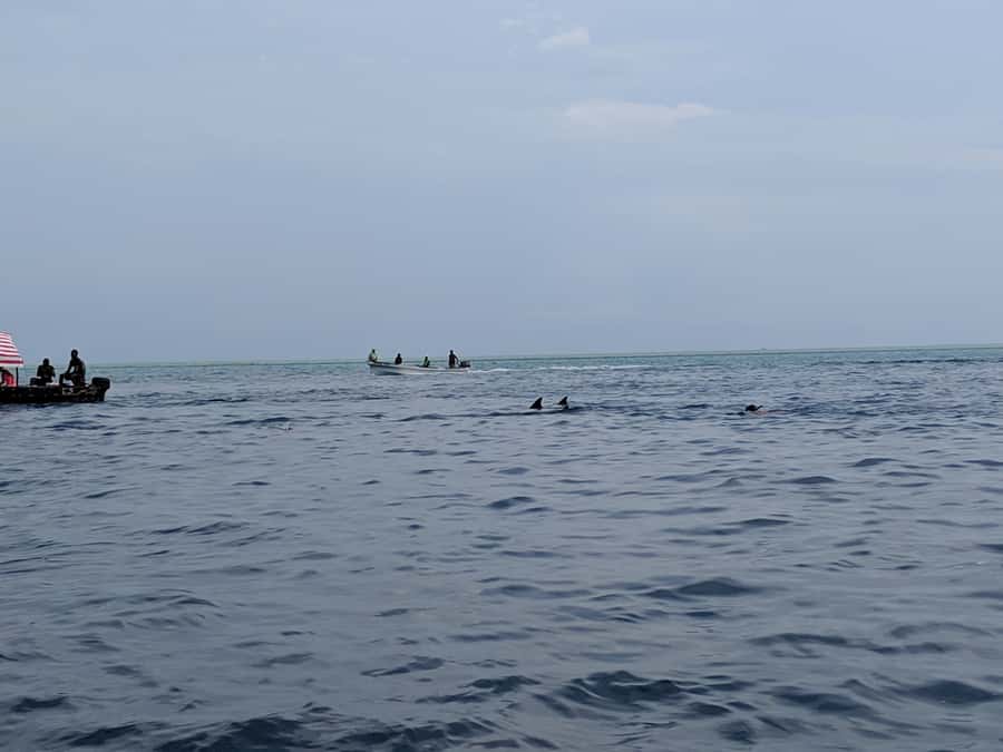 Zanzibar: Mnemba Atoll Marine Reserve Snorkeling Tour - How Crowding and Weather Change the Experience
