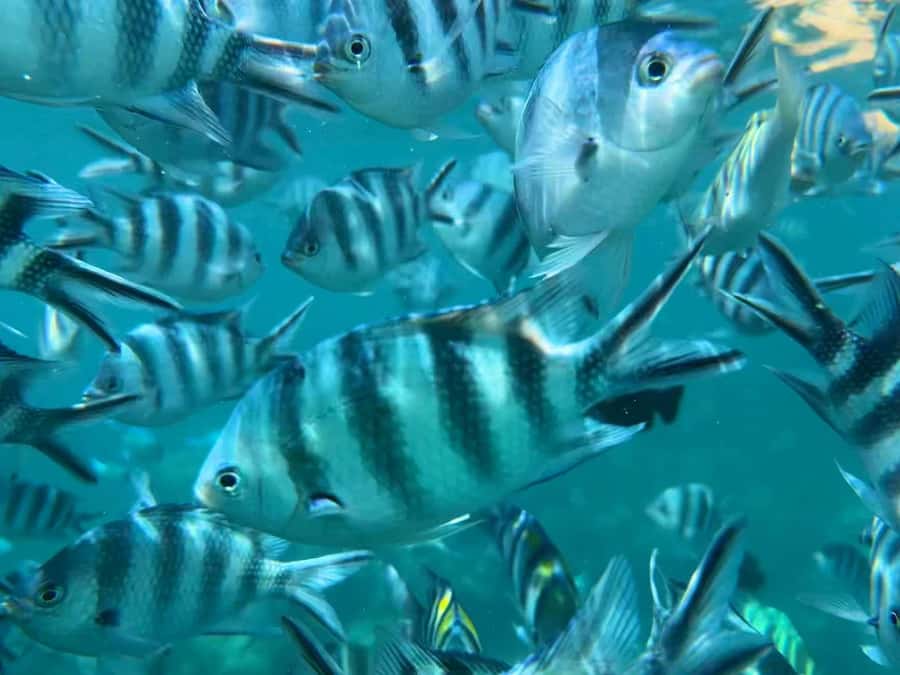 Zanzibar: Mnemba Atoll, Spice farm, Jozani forest & Lunch - How the $108 price works out