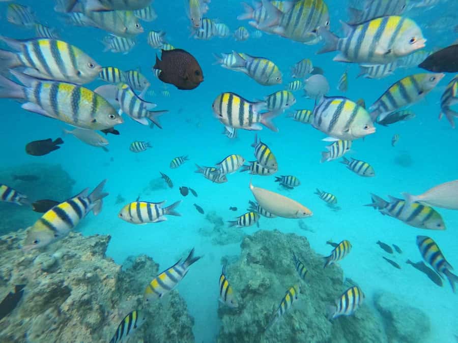 Zanzibar: Mnemba Atoll, Spice farm, Jozani forest & Lunch - Boat comforts make the water portion easier