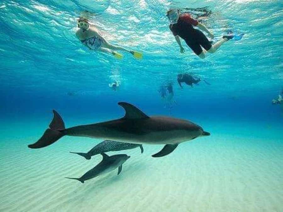 ZANZIBAR : Mnemba Dolphin and Snorkeling Tour - The Mnemba waters, not the island itself