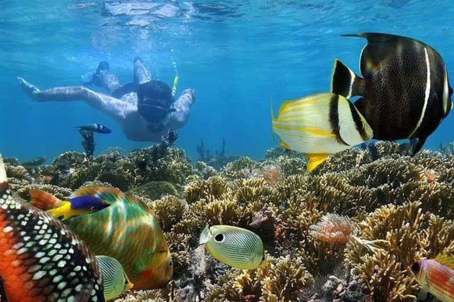 ZANZIBAR : Mnemba Dolphin and Snorkeling Tour - Snorkeling over Mnemba’s coral reefs