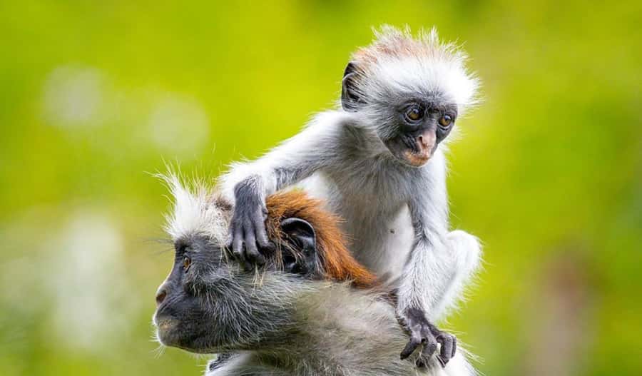 Zanzibar: Mnemba Island Atoll Guided Day Trip - Key points at a glance