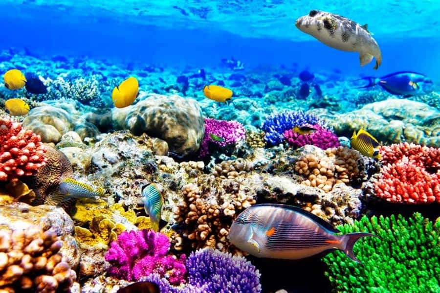 Zanzibar: Mnemba Island Atoll Guided Day Trip - Jozani Forest and red colobus monkeys