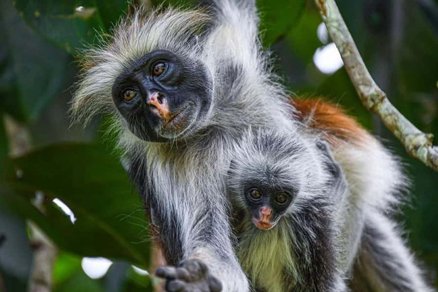 Zanzibar: Mnemba Island Atoll Guided Day Trip - Mnemba Atoll, dolphins, and the sea