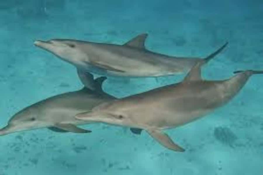 ZANZIBAR: Mnemba island, Baraka aquarium and spice farm - Lunch: local spice food with a seafood option