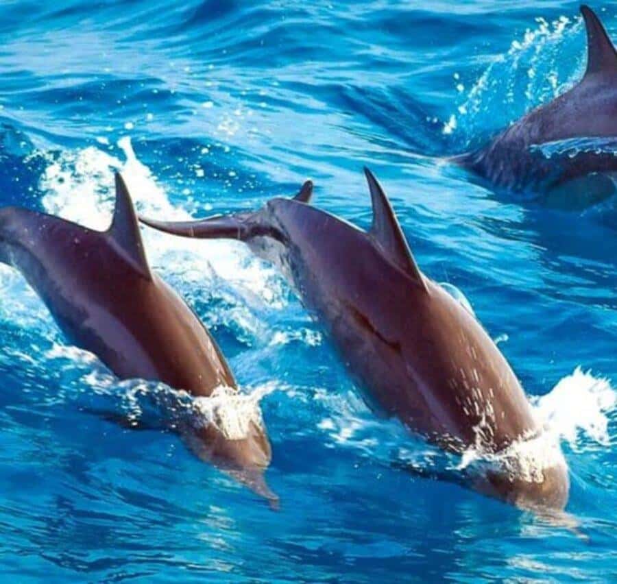 ZANZIBAR: Mnemba island, Baraka aquarium and spice farm - What the $140 price covers
