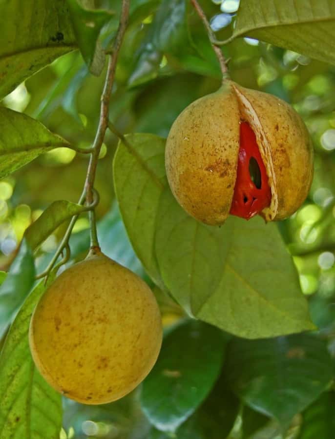 ZANZIBAR: Mnemba island, Baraka aquarium and spice farm - Weather, timing, and the day’s pace