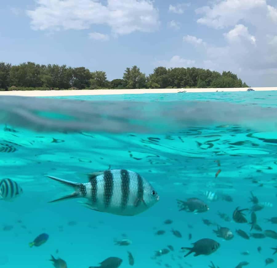 Zanzibar: Mnemba Island Dolphin and Snorkeling Tour - Chasing dolphins near Mnemba