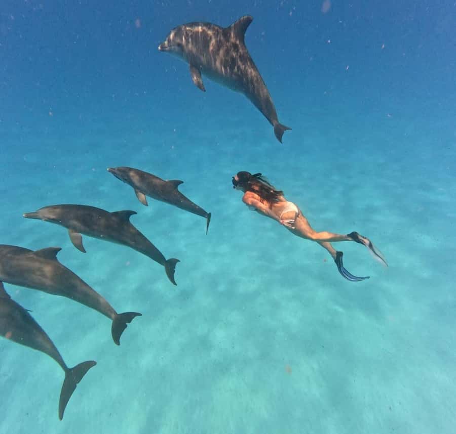 Zanzibar: Mnemba Island&Dolphin Swim With Optional Lunch - The dolphin search near Zanzibar’s north coast