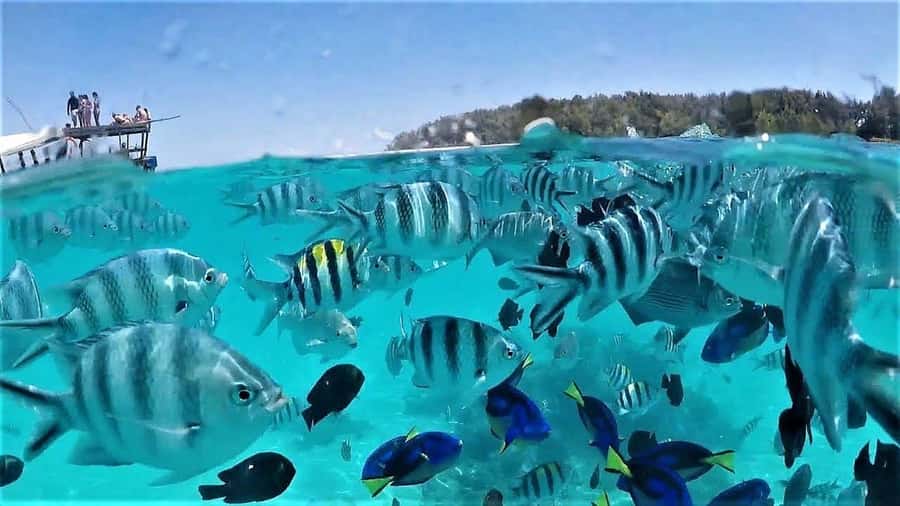 Zanzibar: Mnemba Island&Dolphin Swim With Optional Lunch - How good is the value at $18?