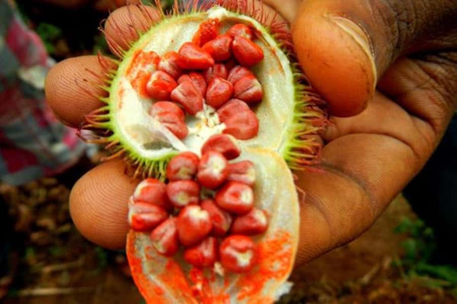 Zanzibar: Mnemba Island, Prison Island and Salaam Cave Tour - The strongest value in the $150 price