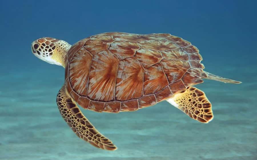 Zanzibar: Mnemba Island, Prison Island and Salaam Cave Tour - Early hours at Mnemba Atoll
