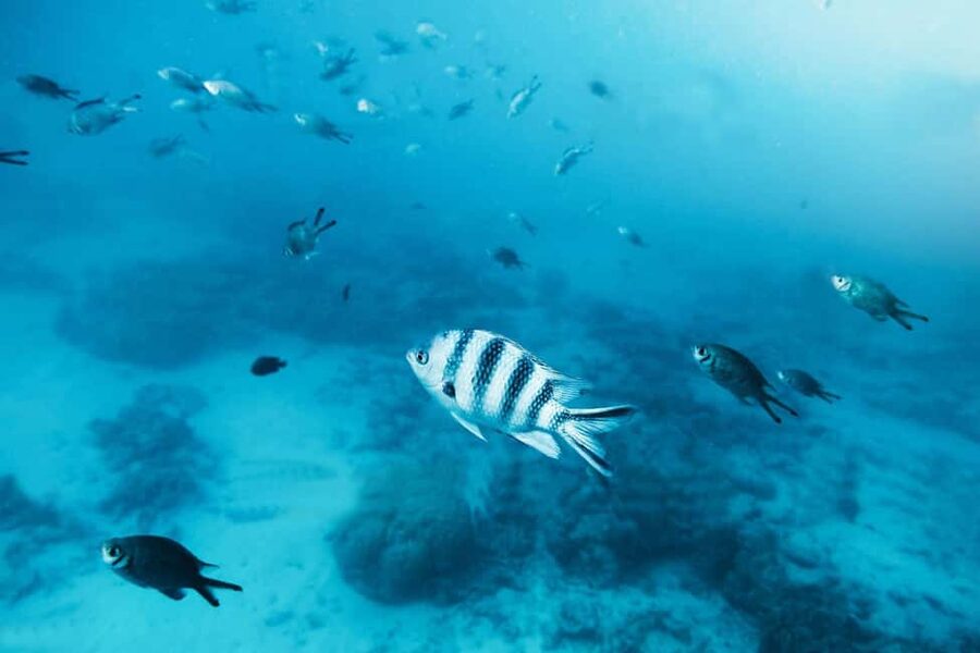 Zanzibar: Mnemba Island Private Snorkeling Tour and Pickup - Should you book the Mnemba Island snorkeling tour?