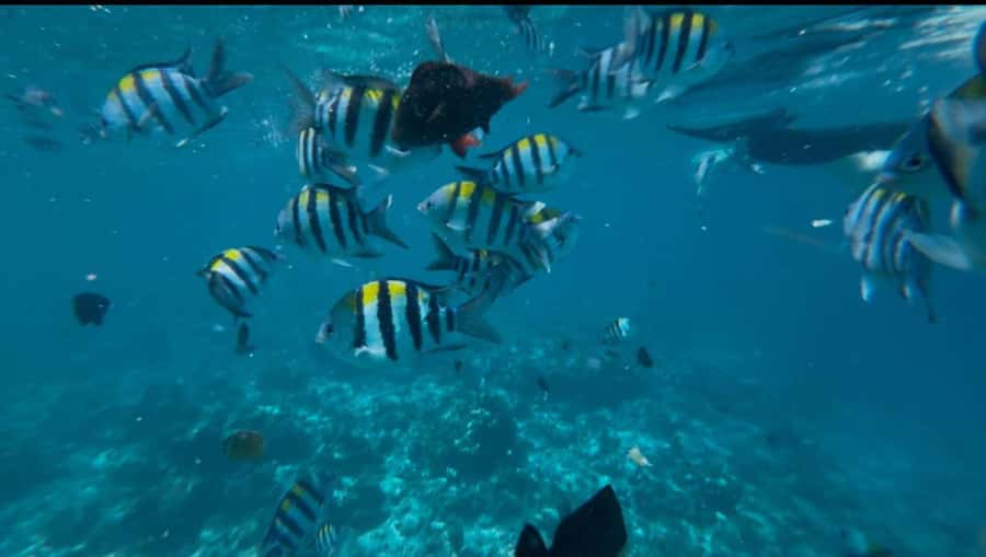 Zanzibar: Mnemba Island Private tour - Should you book Mnemba Island Private tour?