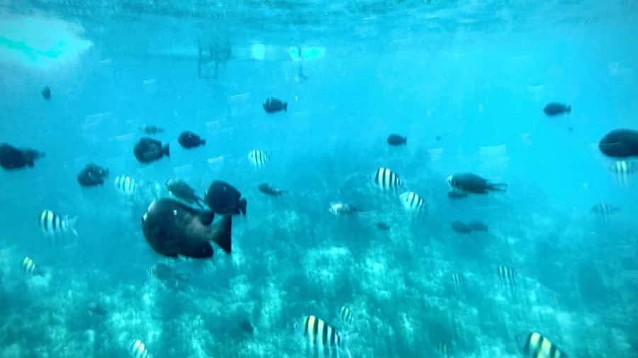 Zanzibar: Mnemba Island Private tour - FAQ