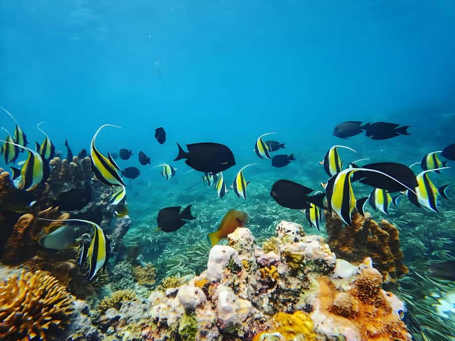 Zanzibar: Mnemba Island Snorkeling and Dolphin Tour - Simple ways to prepare for the water