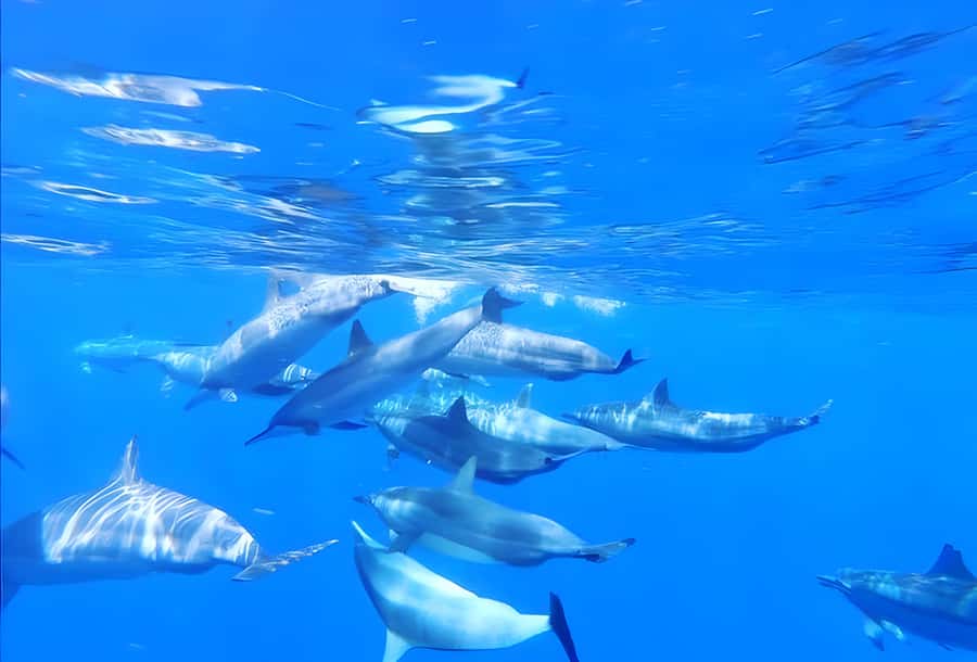 Zanzibar: Mnemba Island Snorkeling and Dolphin Tour - FAQ