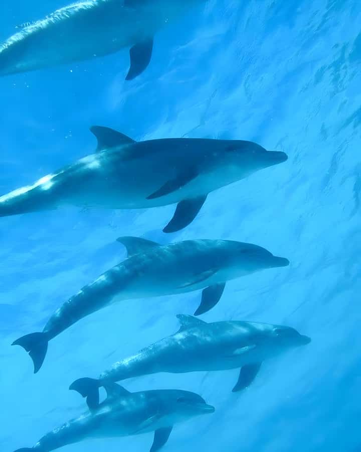 Zanzibar: Mnemba Island Snorkeling and Dolphin Tour - Starting at Nungwi Beach or arranging a hotel pickup