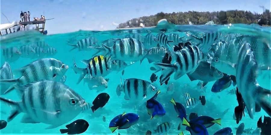 Zanzibar: Mnemba Island Snorkeling & Dolphin - Key points to know before you book