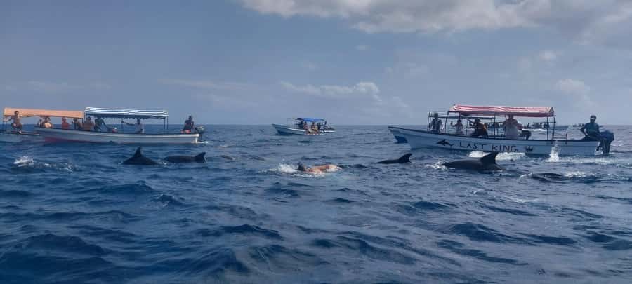 Zanzibar: Mnemba Island Snorkeling & Dolphin - Dolphin watching with clear rules