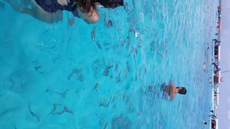 Zanzibar: Mnemba Island Snorkeling & Dolphin - Pickup, meeting point, and return locations