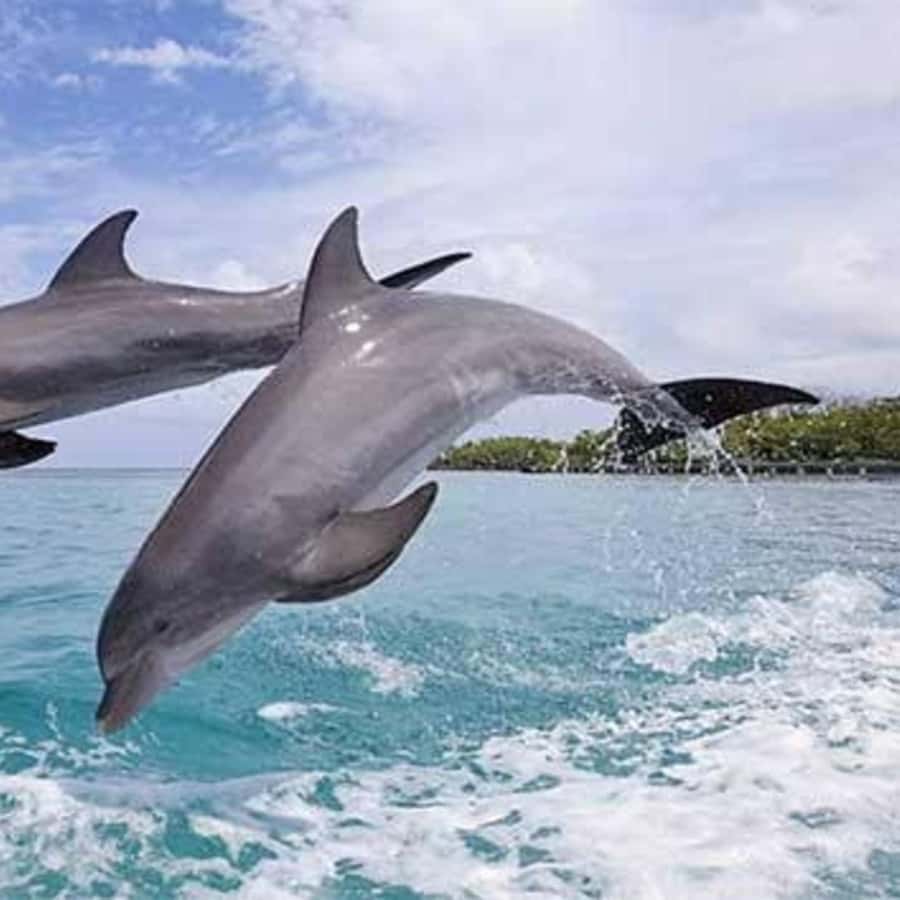 ZANZIBAR: Mnemba Island Snorkeling & Turtle Aquarium Tour - Best preparation for sun, water, and photos