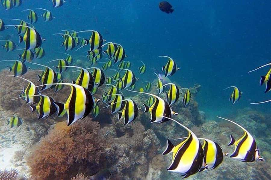 ZANZIBAR: Mnemba Island Snorkeling & Turtle Aquarium Tour - Cancellation and booking flexibility