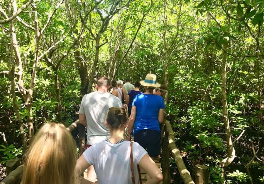 Zanzibar Nature Combo: Salaam Cave Swim & Jozani Forest Tour - The transport question matters in Zanzibar