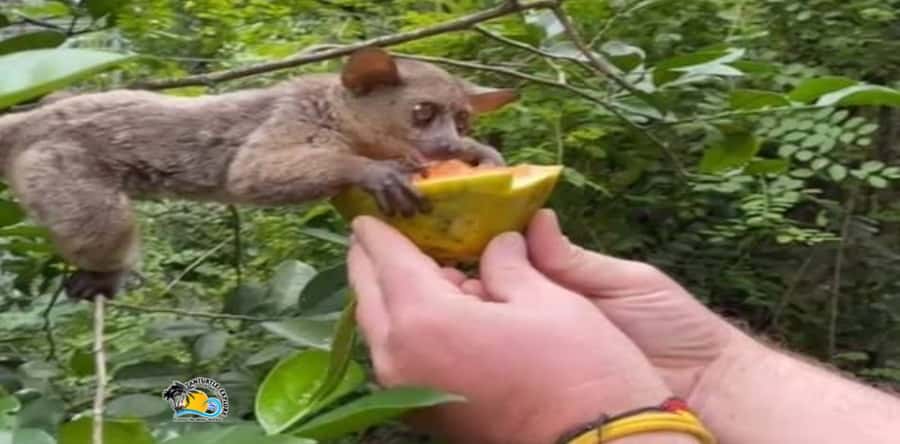 Zanzibar: Nungwi Kilosa Zoo Conservation Tour - The guide can shape the whole experience