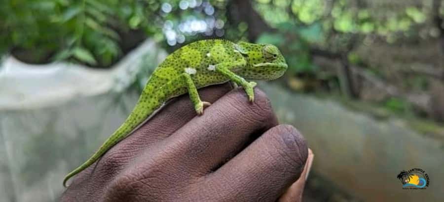 Zanzibar: Nungwi Kilosa Zoo Conservation Tour - Is $45 per person good value?