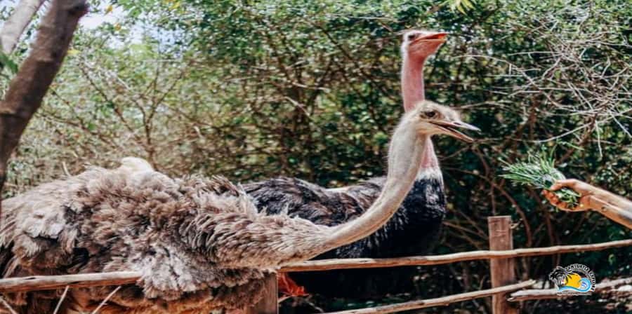 Zanzibar: Nungwi Kilosa Zoo Conservation Tour - Who will enjoy this Nungwi activity most?