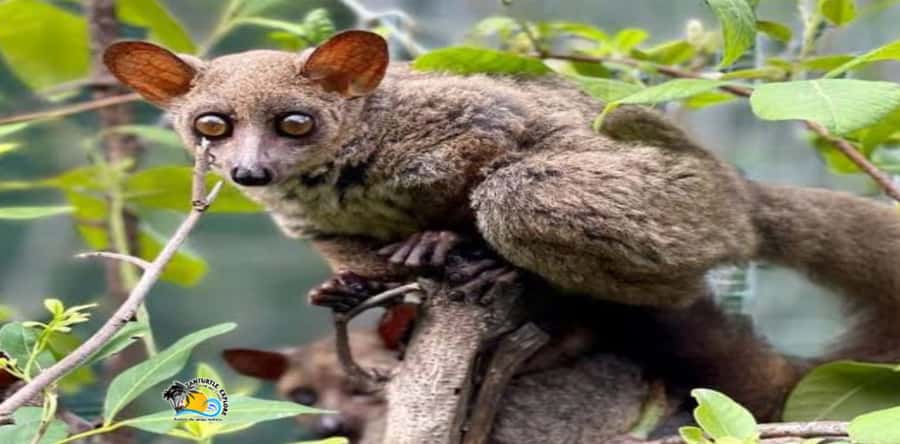 Zanzibar: Nungwi Kilosa Zoo Conservation Tour - Practical tips for a comfortable visit