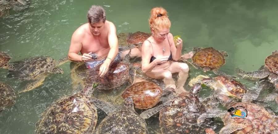 Zanzibar: Nungwi Kilosa Zoo & Swimming with Turtles - Key points to know before you book