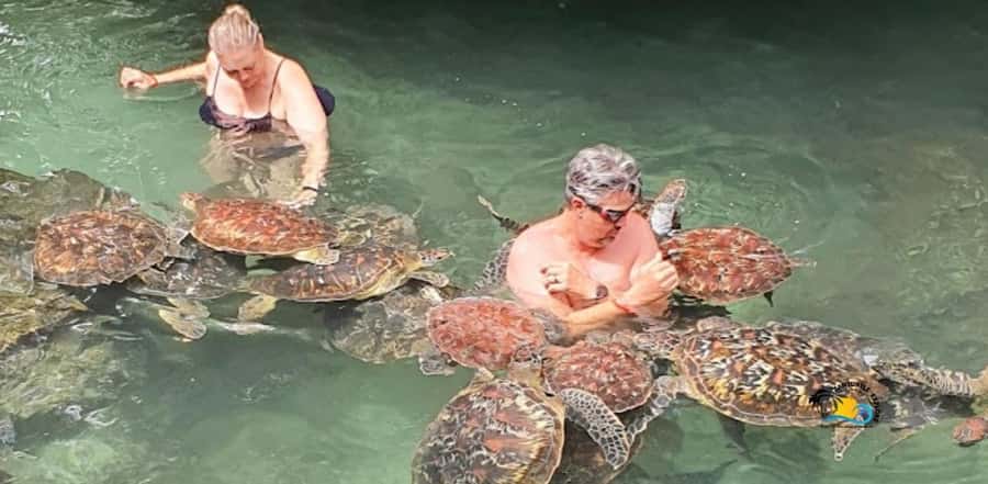 Zanzibar: Nungwi Kilosa Zoo & Swimming with Turtles - Meeting the animals at Nungwi Kilosa Zoo