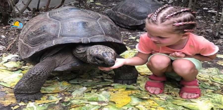 Zanzibar: Nungwi Kilosa Zoo & Swimming with Turtles - Eating lunch in Nungwi, with one important catch