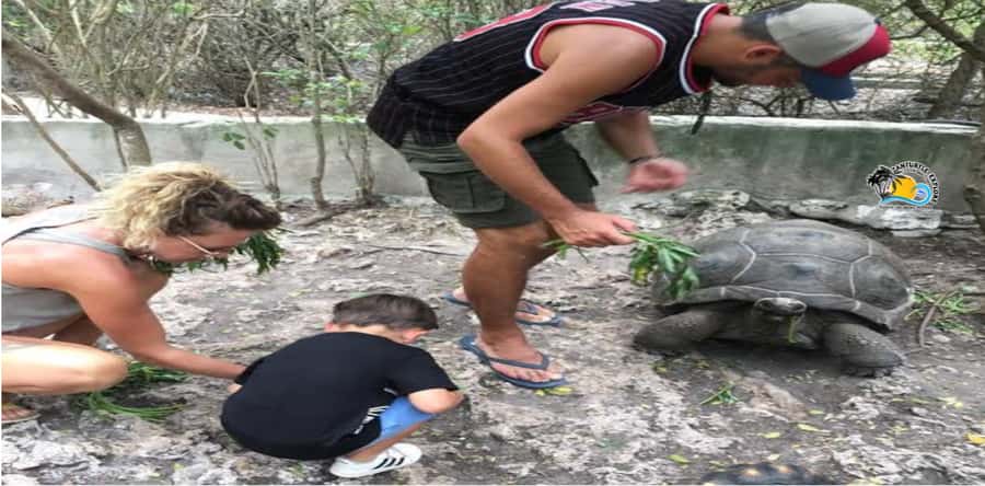 Zanzibar: Nungwi Kilosa Zoo & Swimming with Turtles - Swimming with turtles at Baraka Aquarium