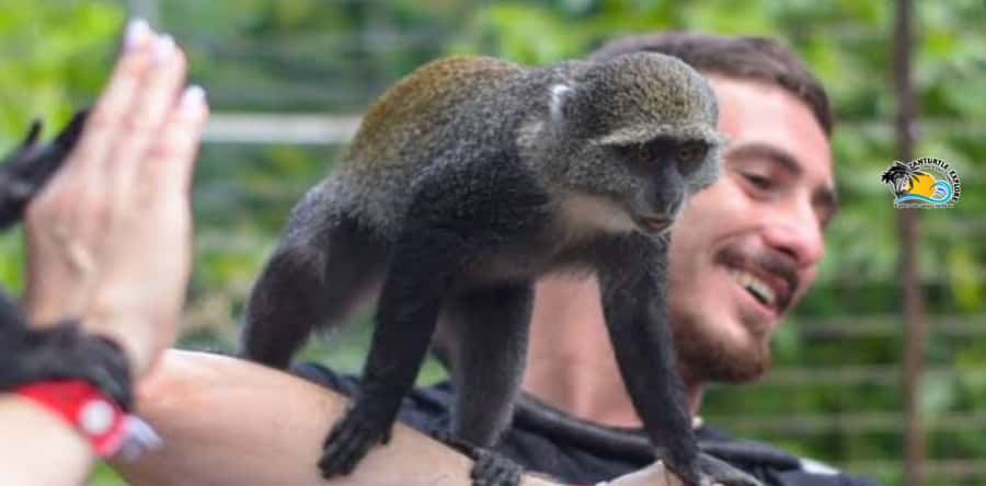 Zanzibar: Nungwi Kilosa Zoo & Swimming with Turtles - How much time will you really spend there?