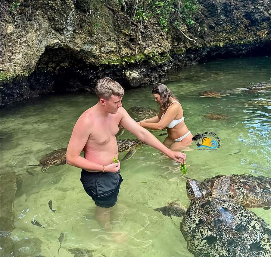 Zanzibar: Nungwi Mnarani Aquarium Feed and Swim with Turtles - What happens when you arrive